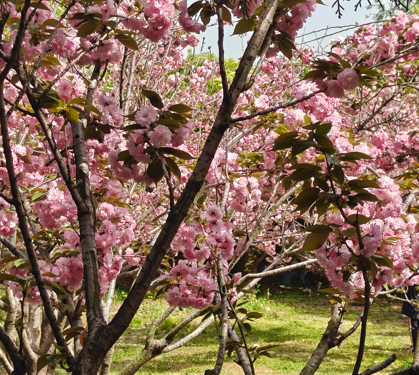 花挺好看